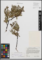 Foto von Salix phylicifolia L.